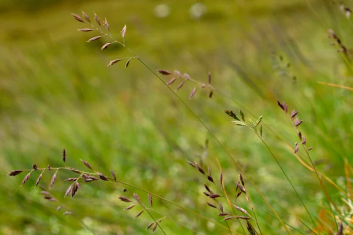 Hohes Gras mit grünen Halmen